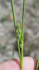 Dichanthelium pinetorum