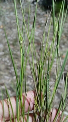 Dichanthelium pinetorum