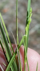 Dichanthelium pinetorum