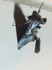 Autographa ampla