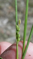 Dichanthelium pinetorum