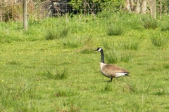 Branta canadensis maxima