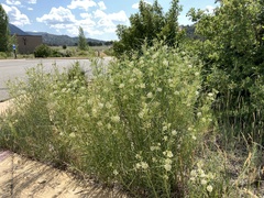 Asclepias subverticillata