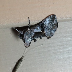 Autographa ampla