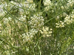 Asclepias subverticillata