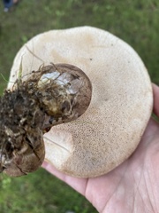 Tylopilus ferrugineus