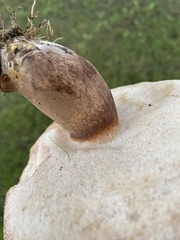 Tylopilus ferrugineus