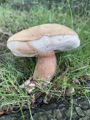 Tylopilus ferrugineus