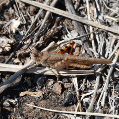 Trimerotropis modesta