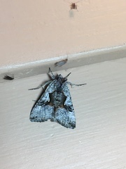 Autographa ampla