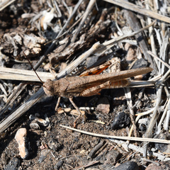 Trimerotropis modesta