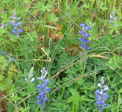 Lupinus subcarnosus