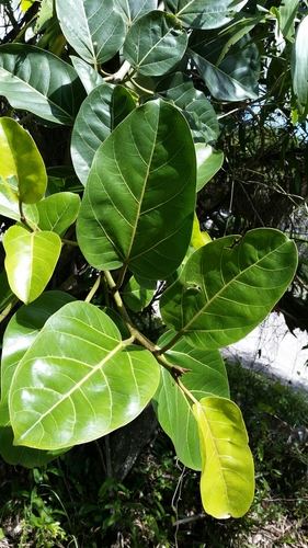 Image of Ficus altissima by (c) Jay Horn, some rights reserved (CC BY)