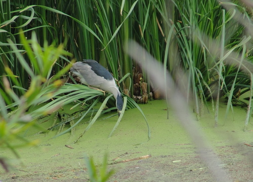 photo of Black-crowned Night-heron (Nycticorax nycticorax)