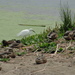 photo of Snowy Egret (Egretta thula)