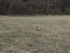 Phasianus colchicus torquatus