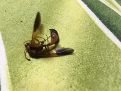 Delta dimidiatipenne