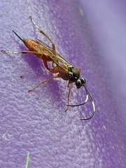 Ischnus inquisitorius