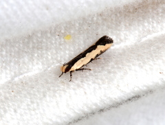 Ardozyga catarrhacta