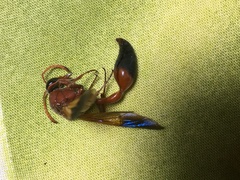 Delta dimidiatipenne