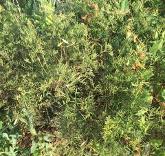 Vicia tenuifolia