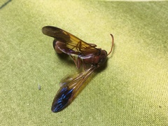 Delta dimidiatipenne