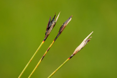 Schoenus ferrugineus