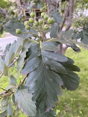 Scandosorbus