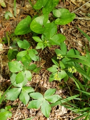 Sanicula smallii