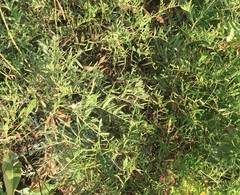 Vicia tenuifolia
