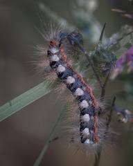 Acronicta cinerea