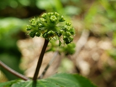 Sanicula smallii