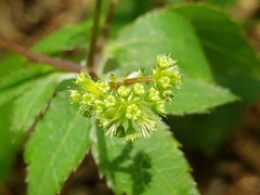 Sanicula smallii