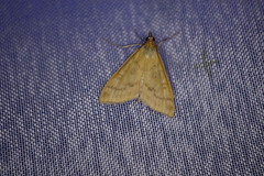 Mecyna flavalis