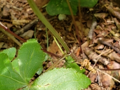Sanicula smallii