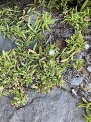 Delosperma caespitosum