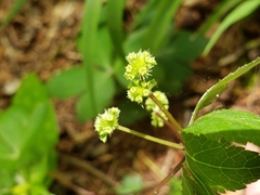Sanicula smallii