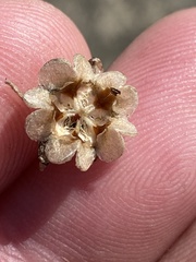 Delosperma caespitosum