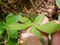 Sanicula smallii