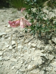 Ononis fruticosa