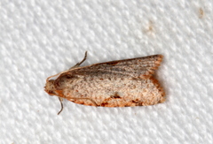 Meritastis piperata