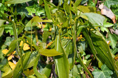 Phoradendron nervosum