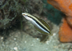 Aspidontus dussumieri