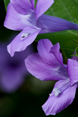 Barleria cristata