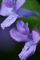 Barleria cristata