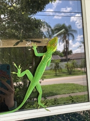 Anolis equestris
