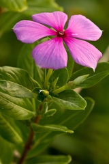 Catharanthus roseus
