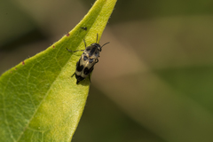 Mediimorda bipunctata