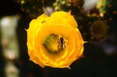 Frieseomelitta nigra