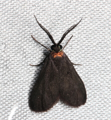 Pollanisus subdolosa